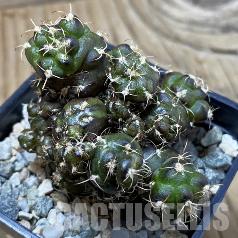 SH19820 Gymnocalycium mihanovichii 'Cauliflower Coral'