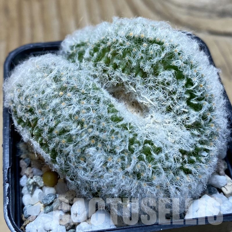 SH19949 Mammillaria bocasana f. cristata