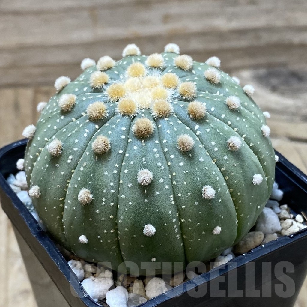 SH19961 Astrophytum asterias f. multicostatum - Image 2