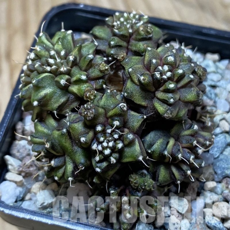 SH20632 Gymnocalycium mihanovichii ‘Green Crocodile’
