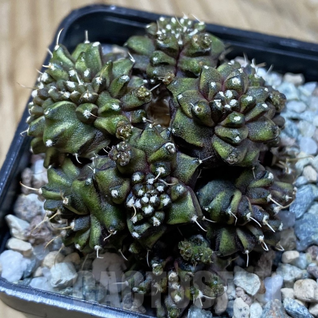 SH20632 Gymnocalycium mihanovichii ‘Green Crocodile’