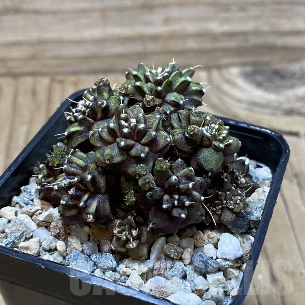 SH20632 Gymnocalycium mihanovichii ‘Green Crocodile’ - Image 2