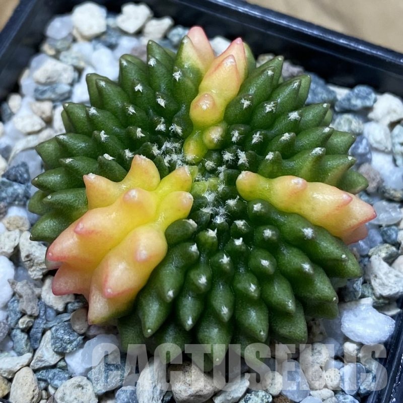 SH20967 Gymnocalycium mihanovichii ‘inermis’ f. variegata cristata
