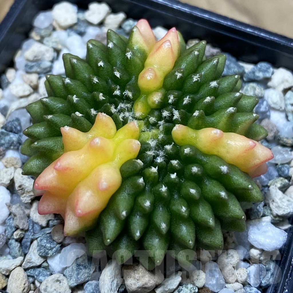 SH20967 Gymnocalycium mihanovichii ‘inermis’ f. variegata cristata