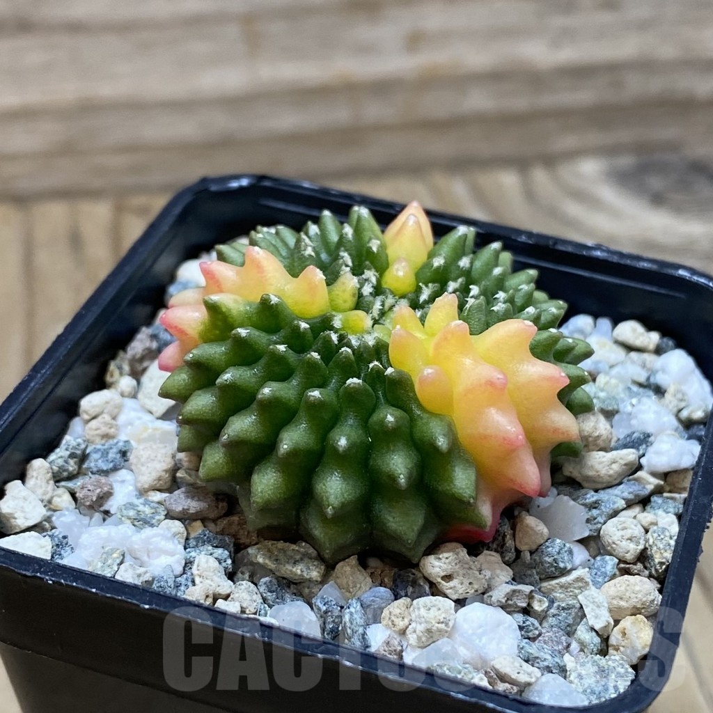 SH20967 Gymnocalycium mihanovichii ‘inermis’ f. variegata cristata - Image 2