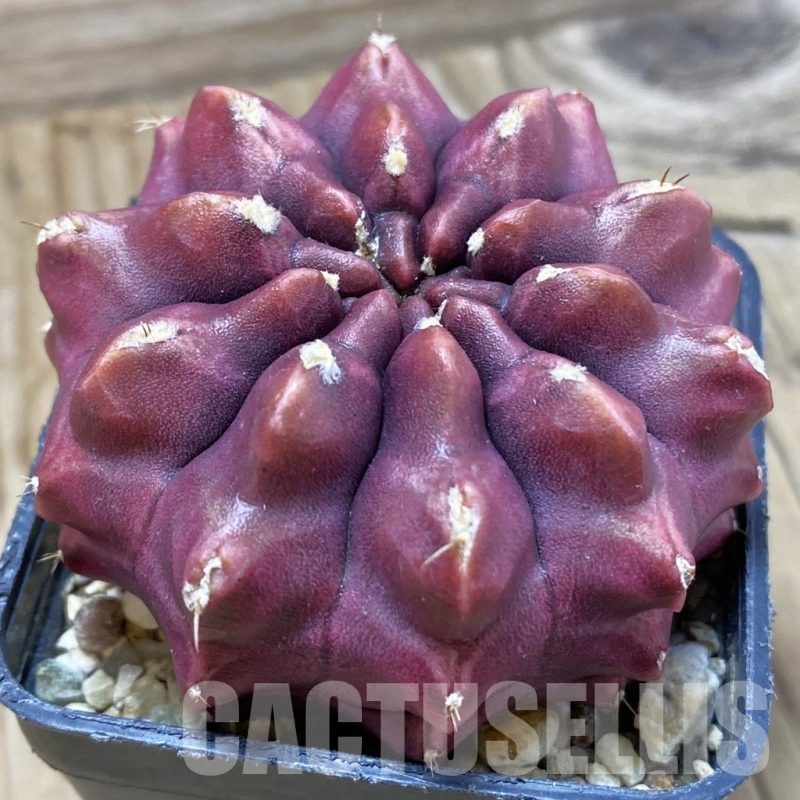 SH2589 Gymnocalycium mihanovichii ‘Day Dream’, seedling