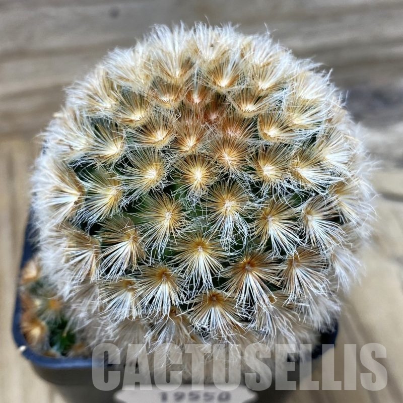 SH19550 Mammillaria carmenae hybrid