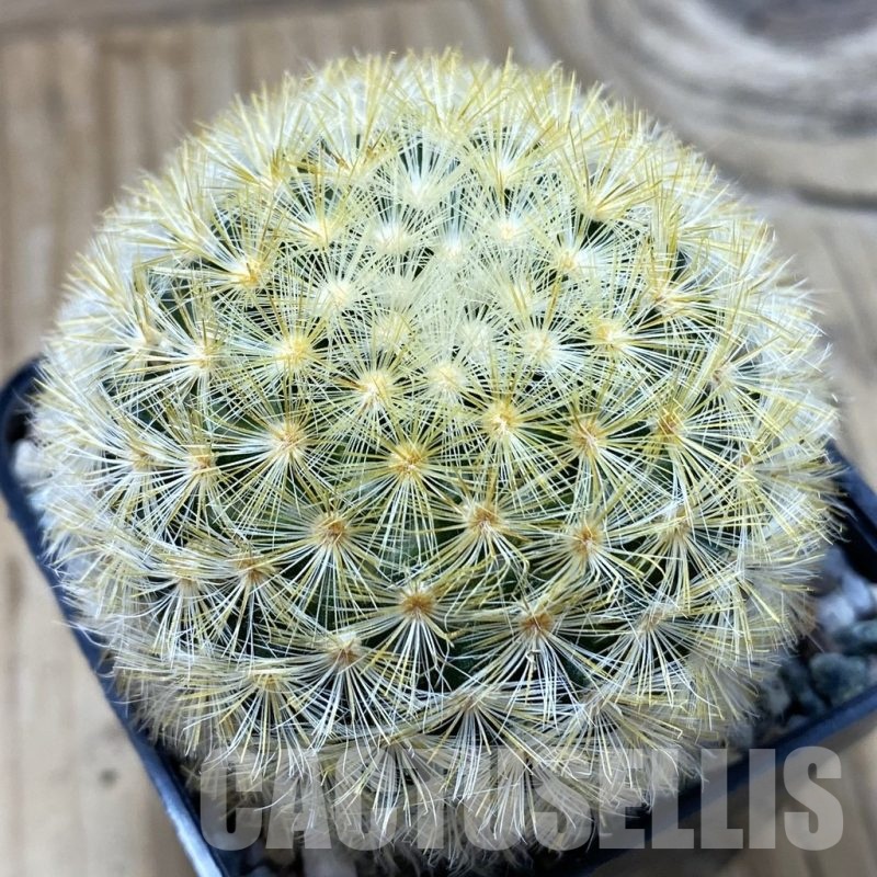 SH19946 Mammillaria carmenae hybrid