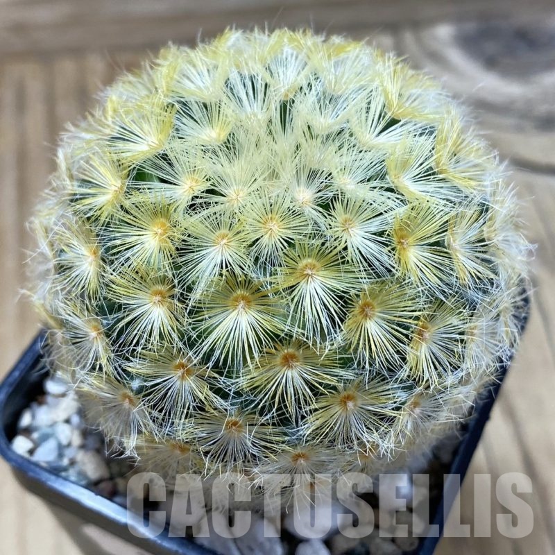 SH19945 Mammillaria carmenae hybrid