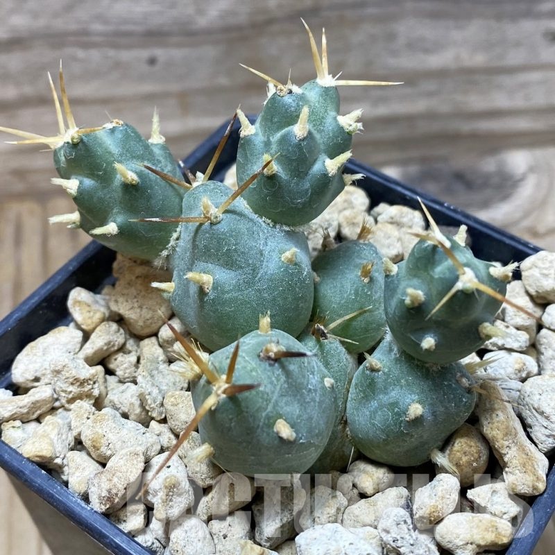 SH18485 Cumulopuntia rossiana WR 912