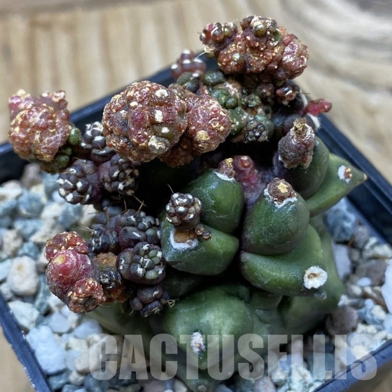 SH20831 Gymnocalycium mihanovichii ‘Transformer’