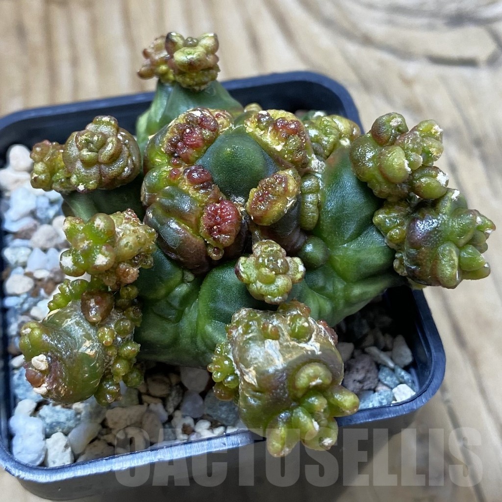 SH20505 Gymnocalycium mihanovichii ‘Mulberry’