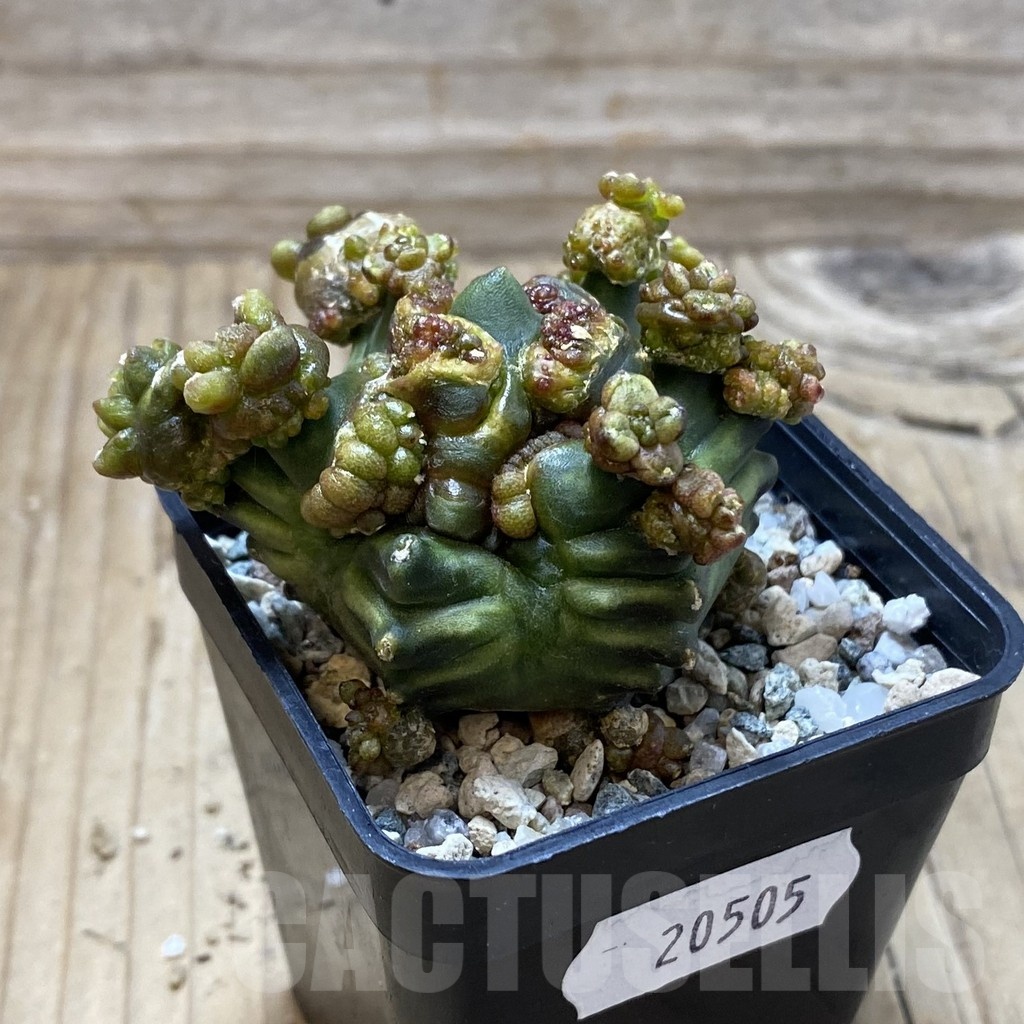 SH20505 Gymnocalycium mihanovichii ‘Mulberry’ - Image 2