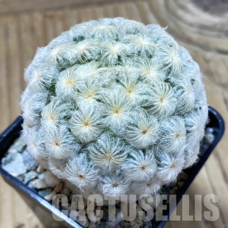 SH20122 Mammillaria plumosa 'Enoki'