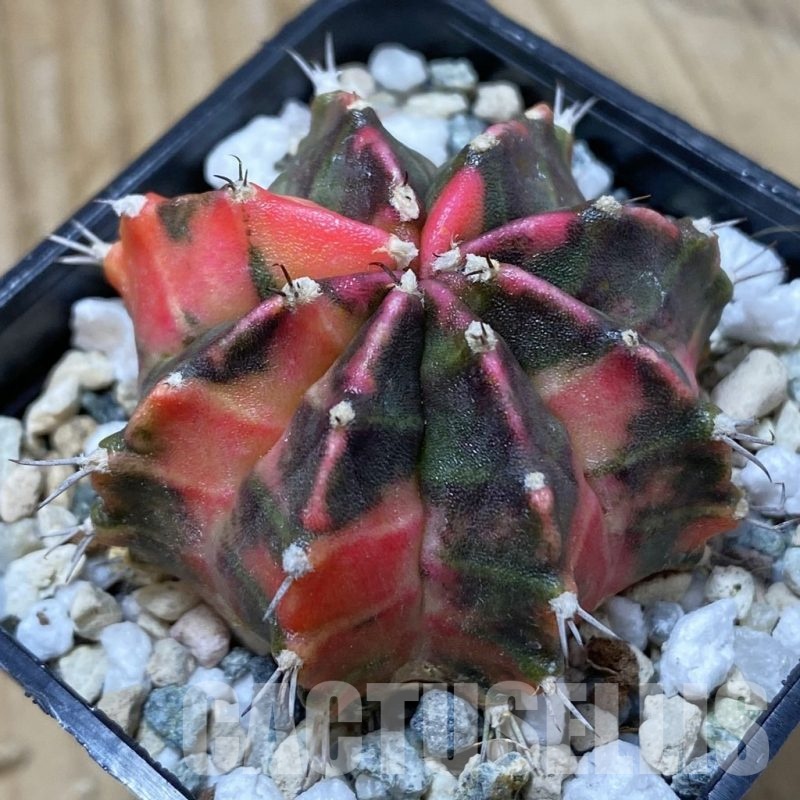 SH19849 Gymnocalycium mihanovichii 'Gamora'