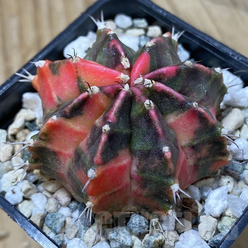 SH19849 Gymnocalycium mihanovichii 'Gamora'