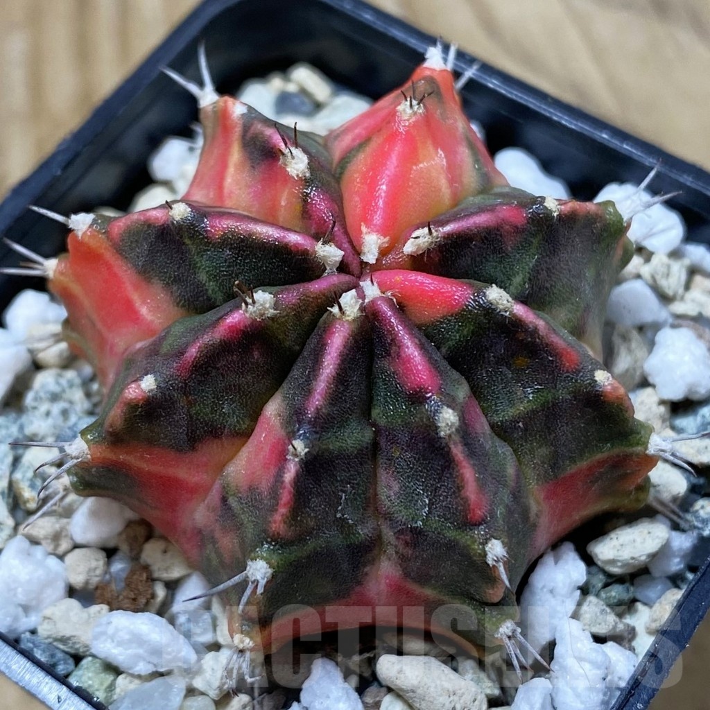 SH19849 Gymnocalycium mihanovichii 'Gamora' - Image 2
