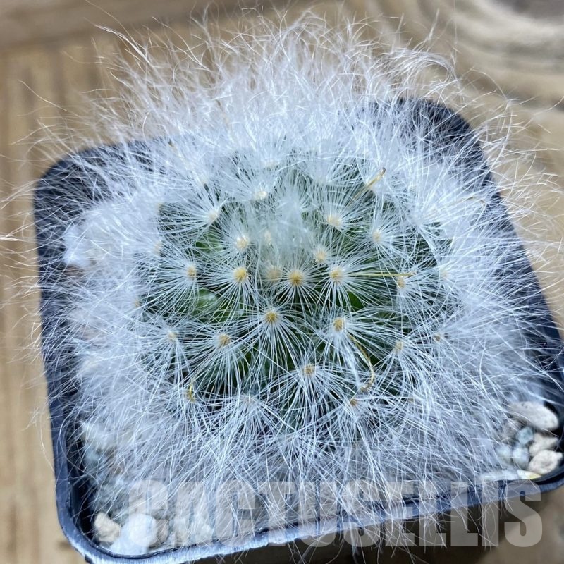 SH19948 Mammillaria guelzowiana LAU 640