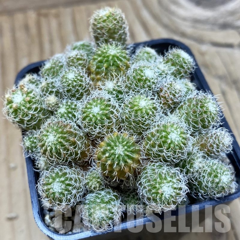 SH19323 Turbinicarpus horripilus f. monstrosa