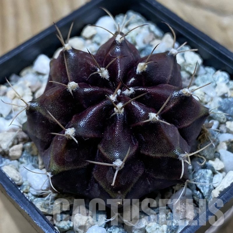 SH20590 Gymnocalycium mihanovichii 'Black Boxer'