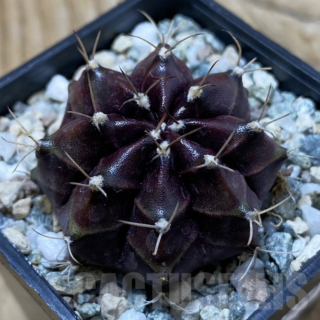 SH20590 Gymnocalycium mihanovichii 'Black Boxer'