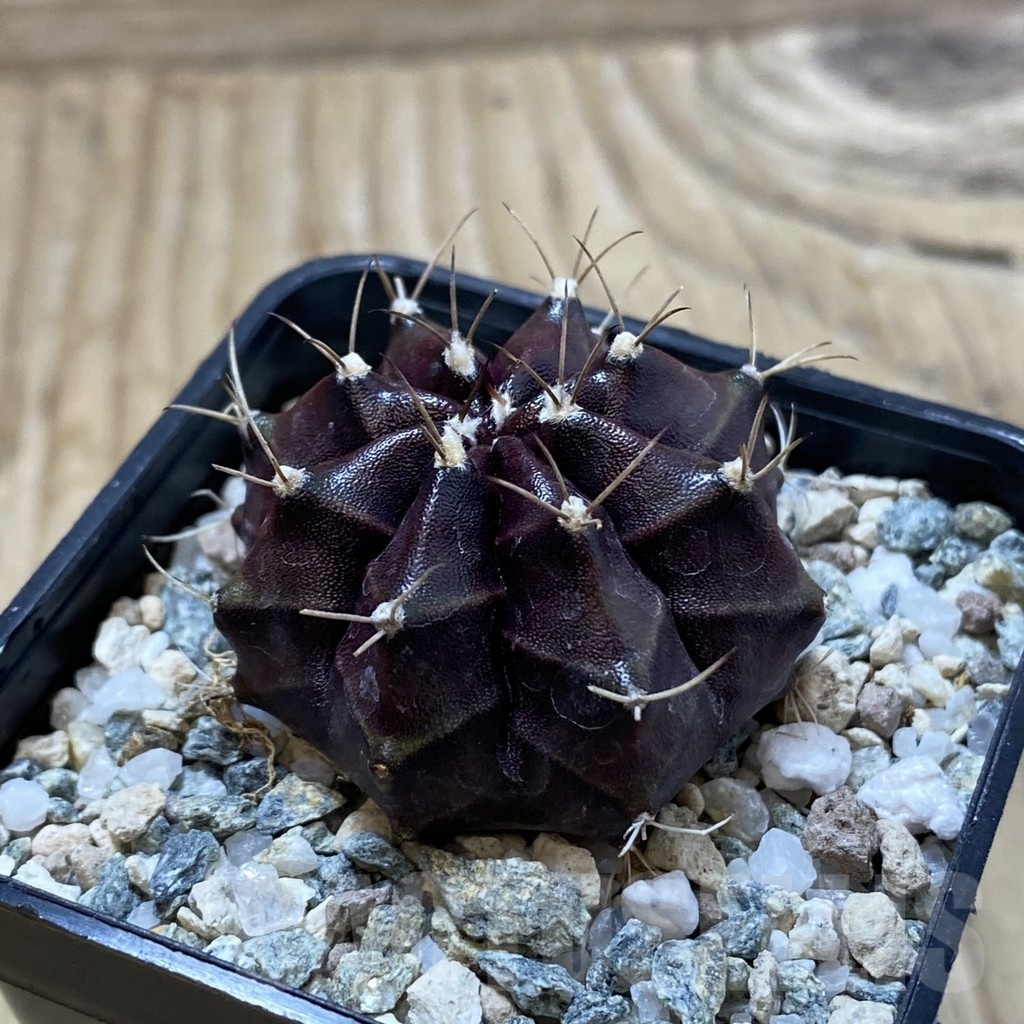 SH20590 Gymnocalycium mihanovichii 'Black Boxer' - Image 2