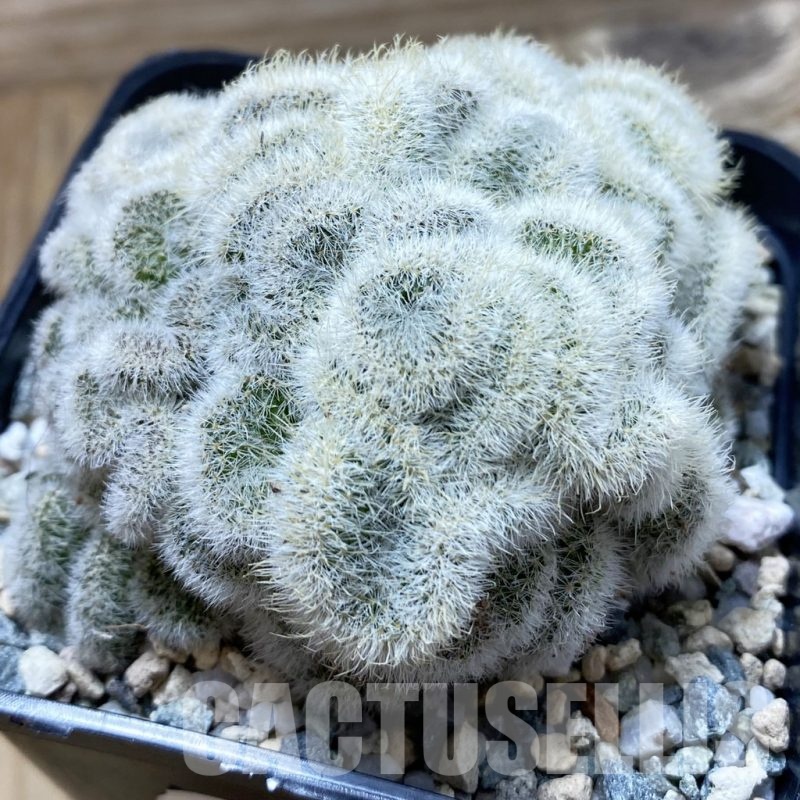 SH20048 Mammillaria geminispina f. cristata