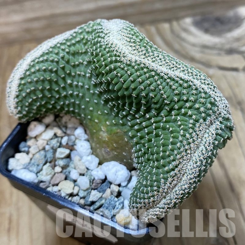 SH20613 Strombocactus disciformis f. cristata, own roots