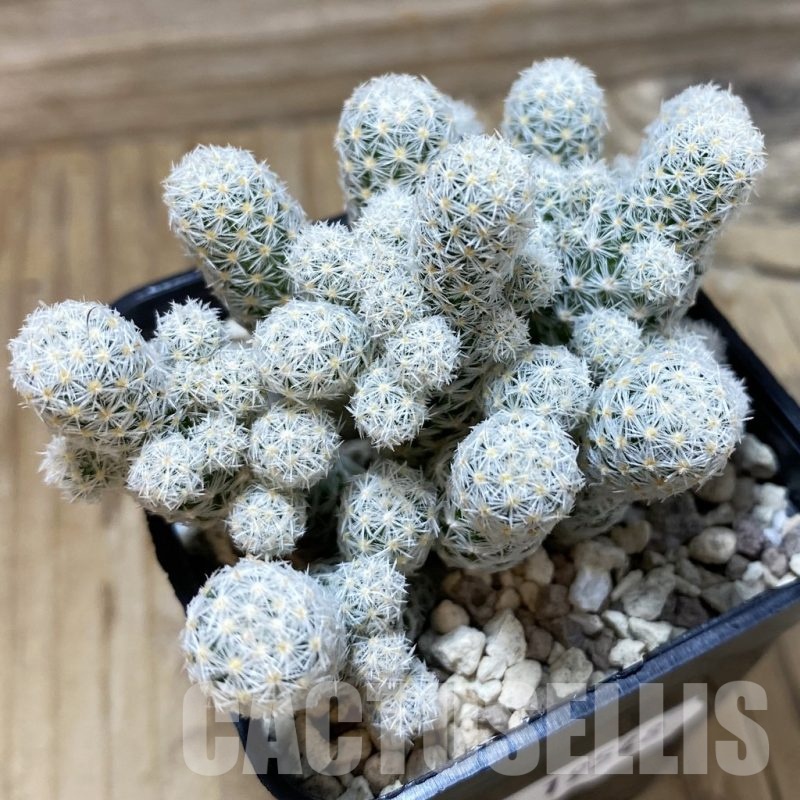 SH19548 Escobaria sneedii v. leei