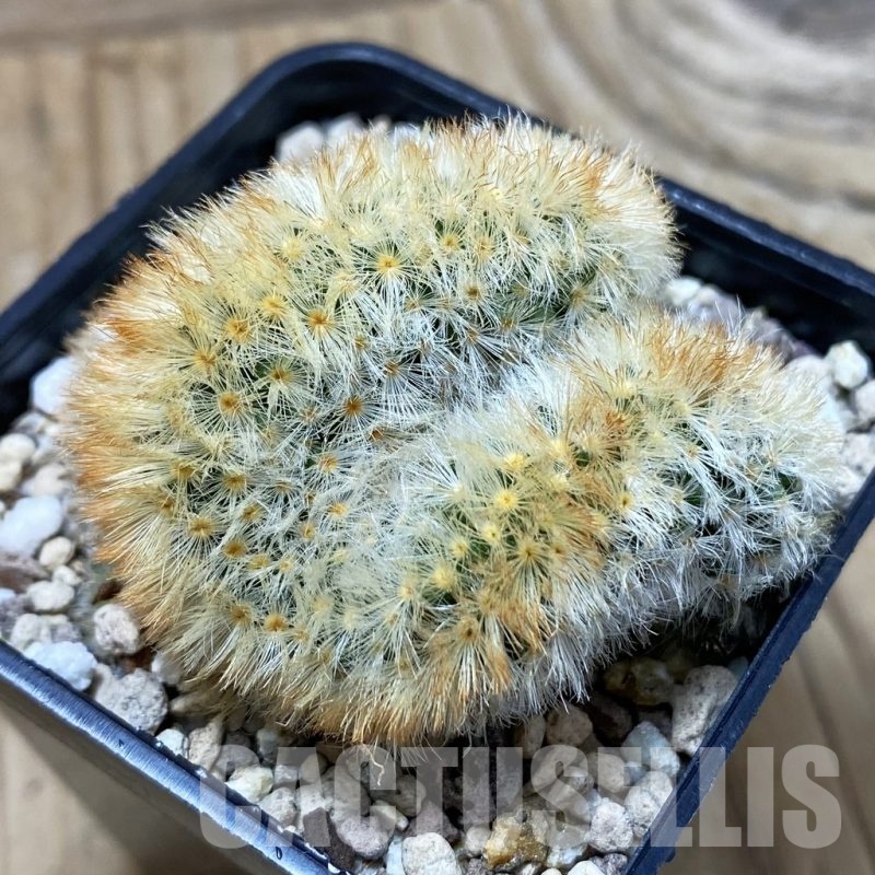 SH19490 Mammillaria carmenae f. cristata