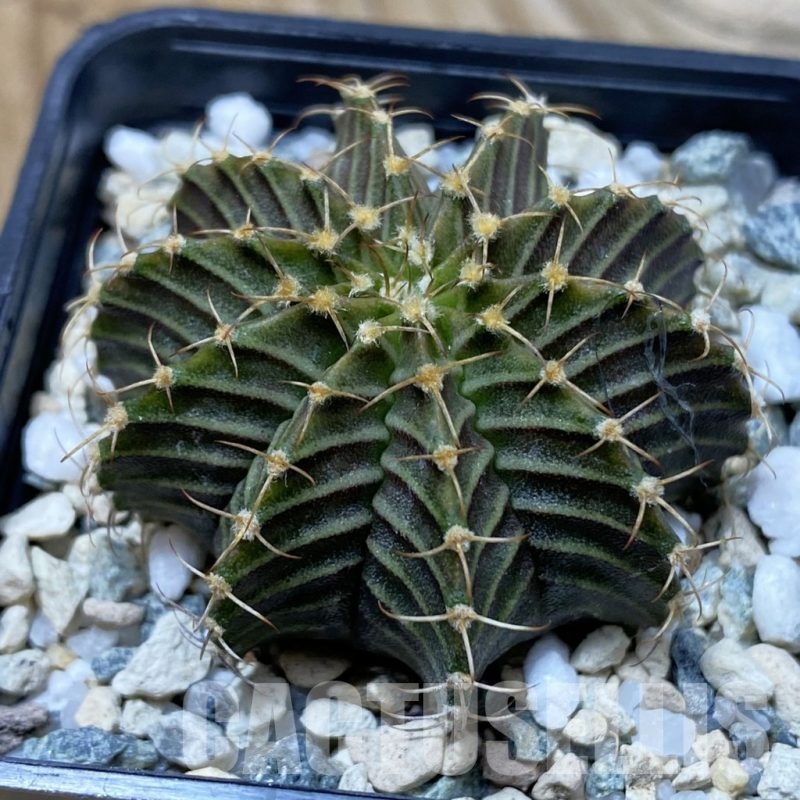 SH20576 Gymnocalycium friedrichii 9R001