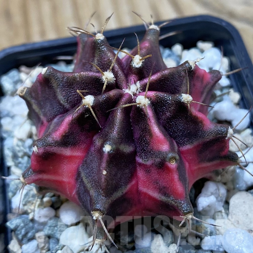SH20575 Gymnocalycium mihanovichii 'Hell Boy'