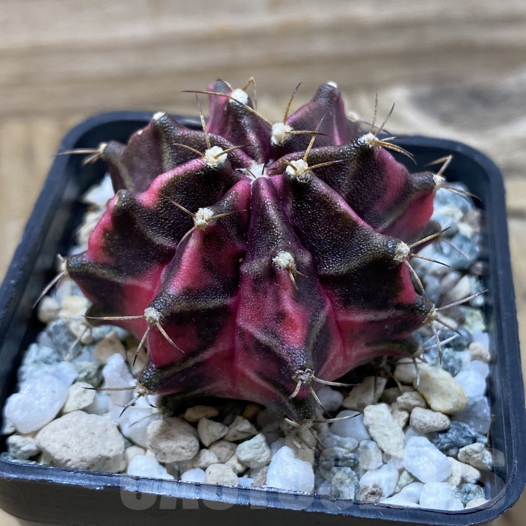SH20575 Gymnocalycium mihanovichii 'Hell Boy' – Bild 2