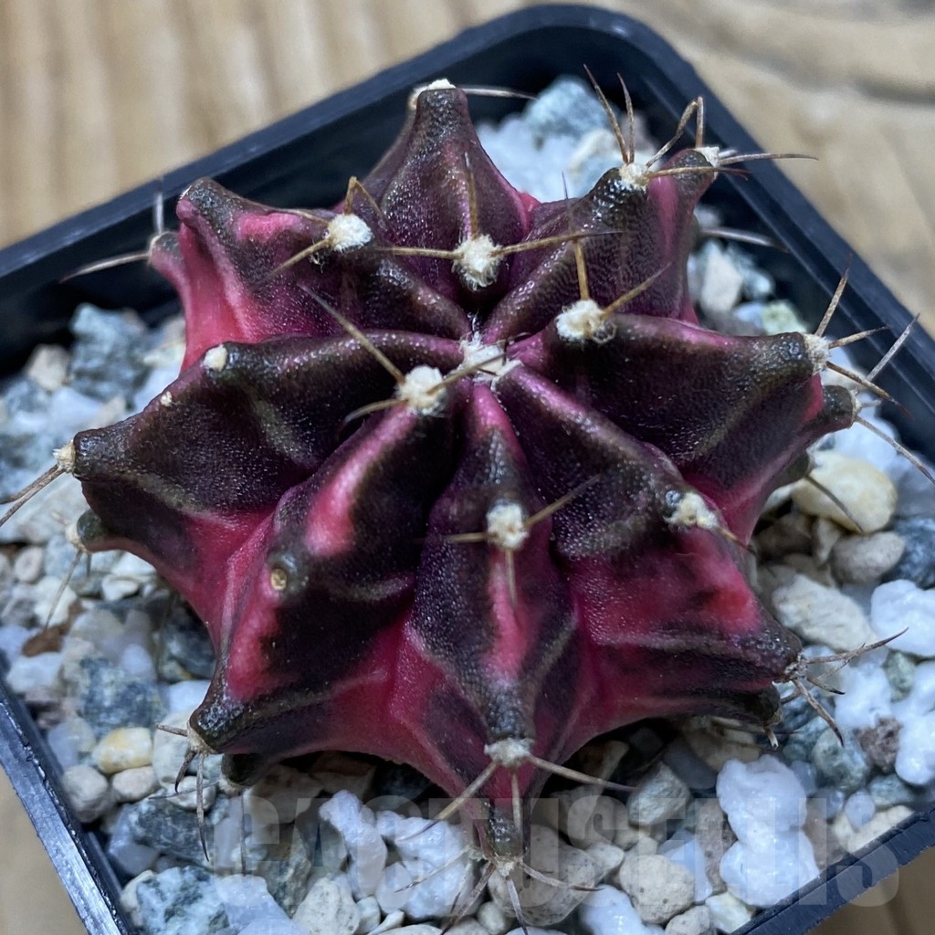 SH20575 Gymnocalycium mihanovichii 'Hell Boy' – Bild 3