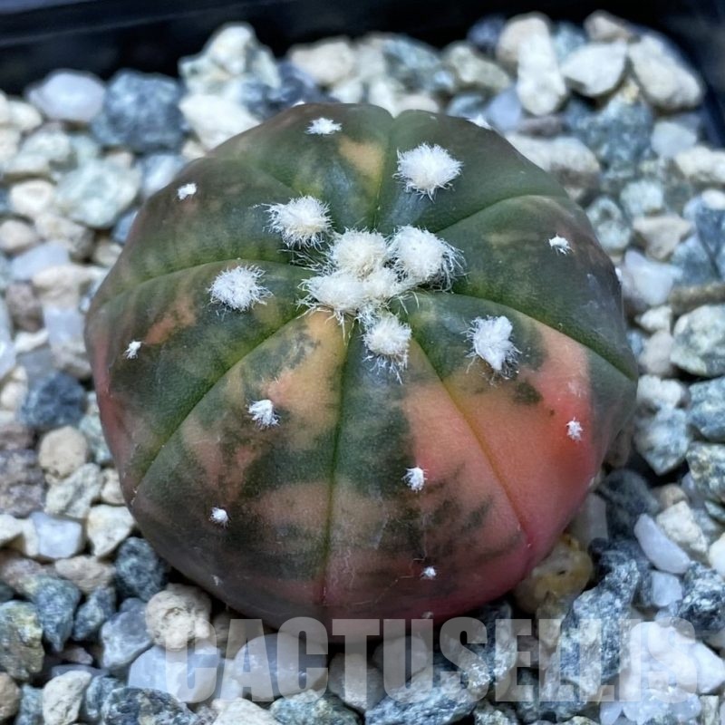 SH20167 Astrophytum asterias ‘Red Purple Skin’ f. variegata