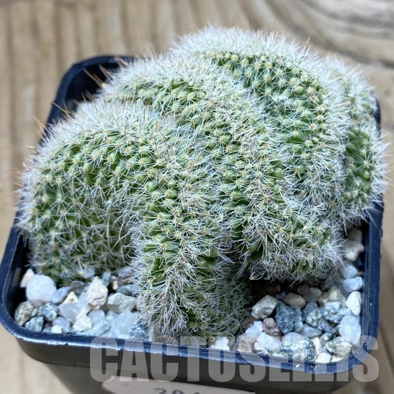 SH20465 Mammillaria spinosissima rubrispina f. cristata