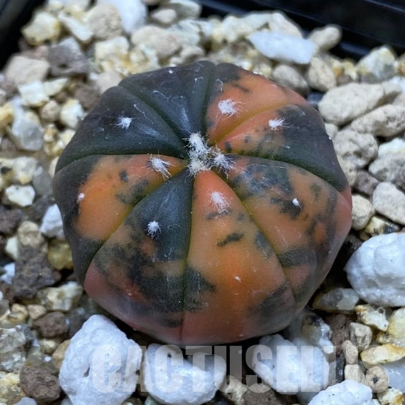 SH19445 Astrophytum asterias ‘ Red Purple Skin’ f. variegata