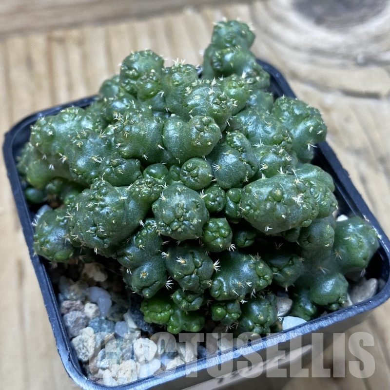 SH19777 Coryphantha elephantidens f. monstrosa