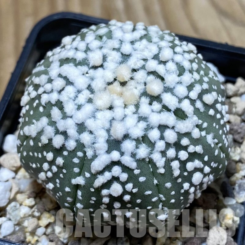 SH19449 Astrophytum asterias 'Hanazono'