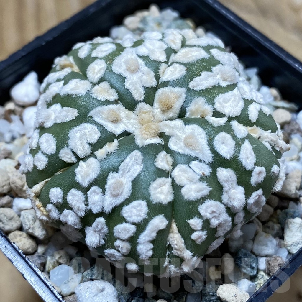 SH20153 Astrophytum asterias ‘Super Kabuto Star Shape’, 5-ribs