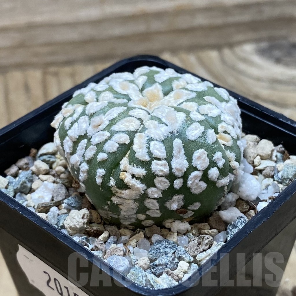 SH20153 Astrophytum asterias ‘Super Kabuto Star Shape’, 5-ribs - Imagen 2