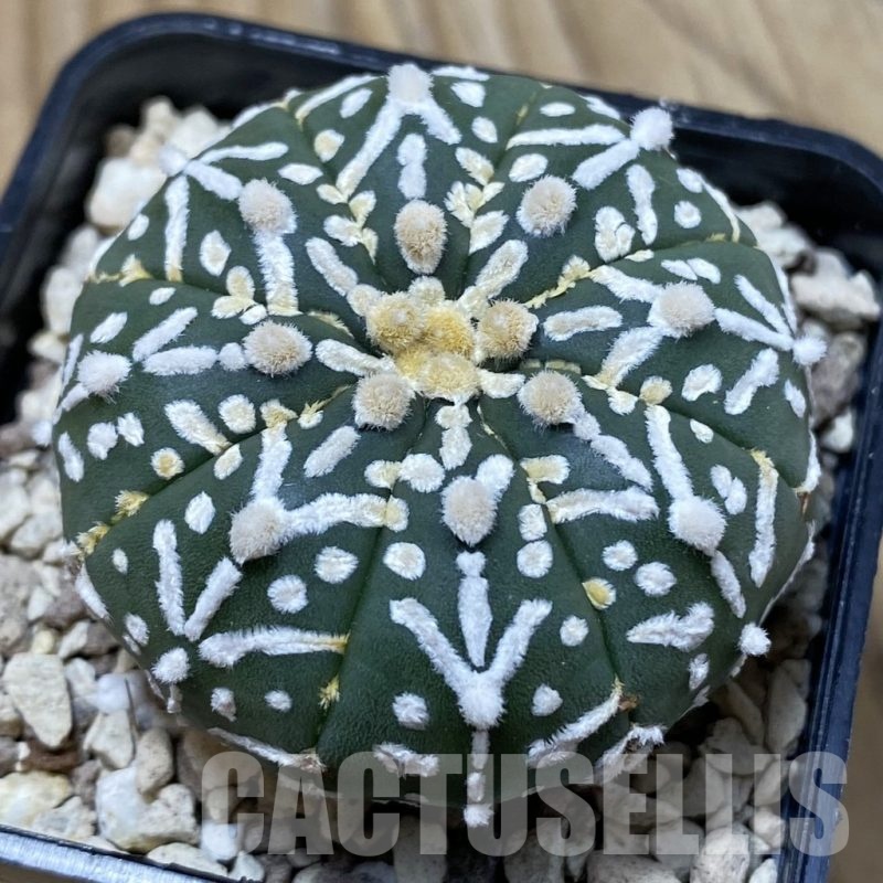 SH19609 Astrophytum asterias ‘Super Kabuto' f. nudum V-type