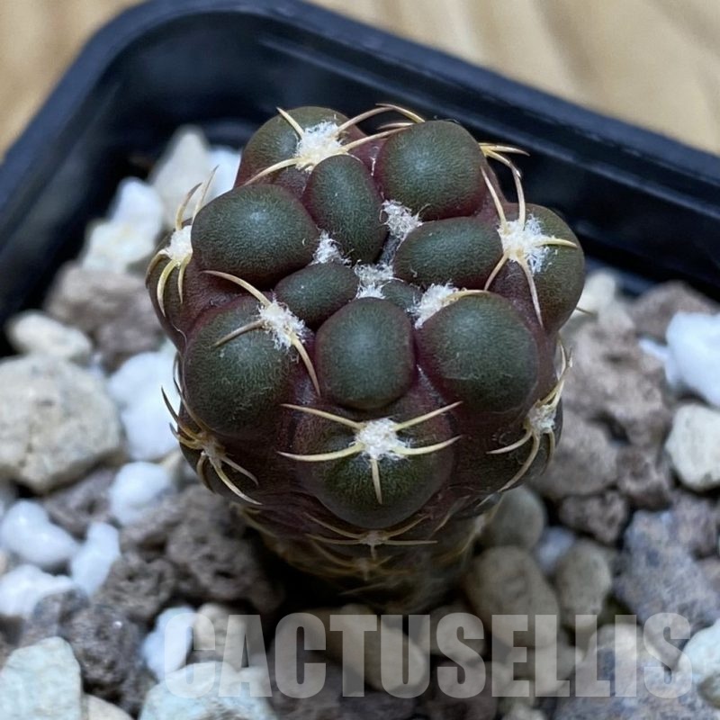 SH18728 Cintia knizei KK 1768