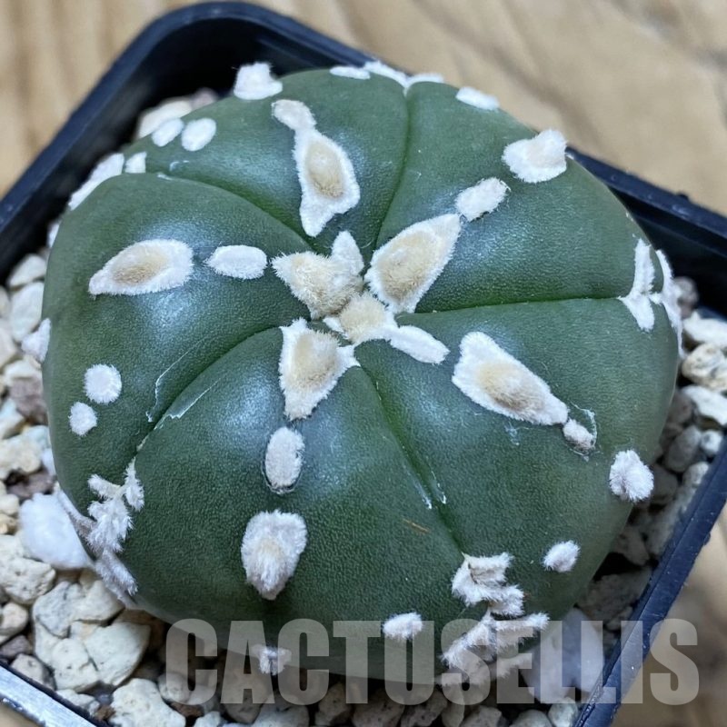 SH19596 Astrophytum asterias f. nudum V-type, 5 ribs