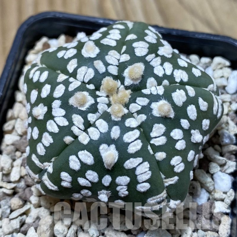 SH19598 Astrophytum asterias ‘Super Kabuto Star Shape’, 5-ribs