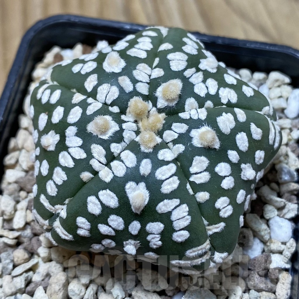 SH19598 Astrophytum asterias ‘Super Kabuto Star Shape’, 5-ribs