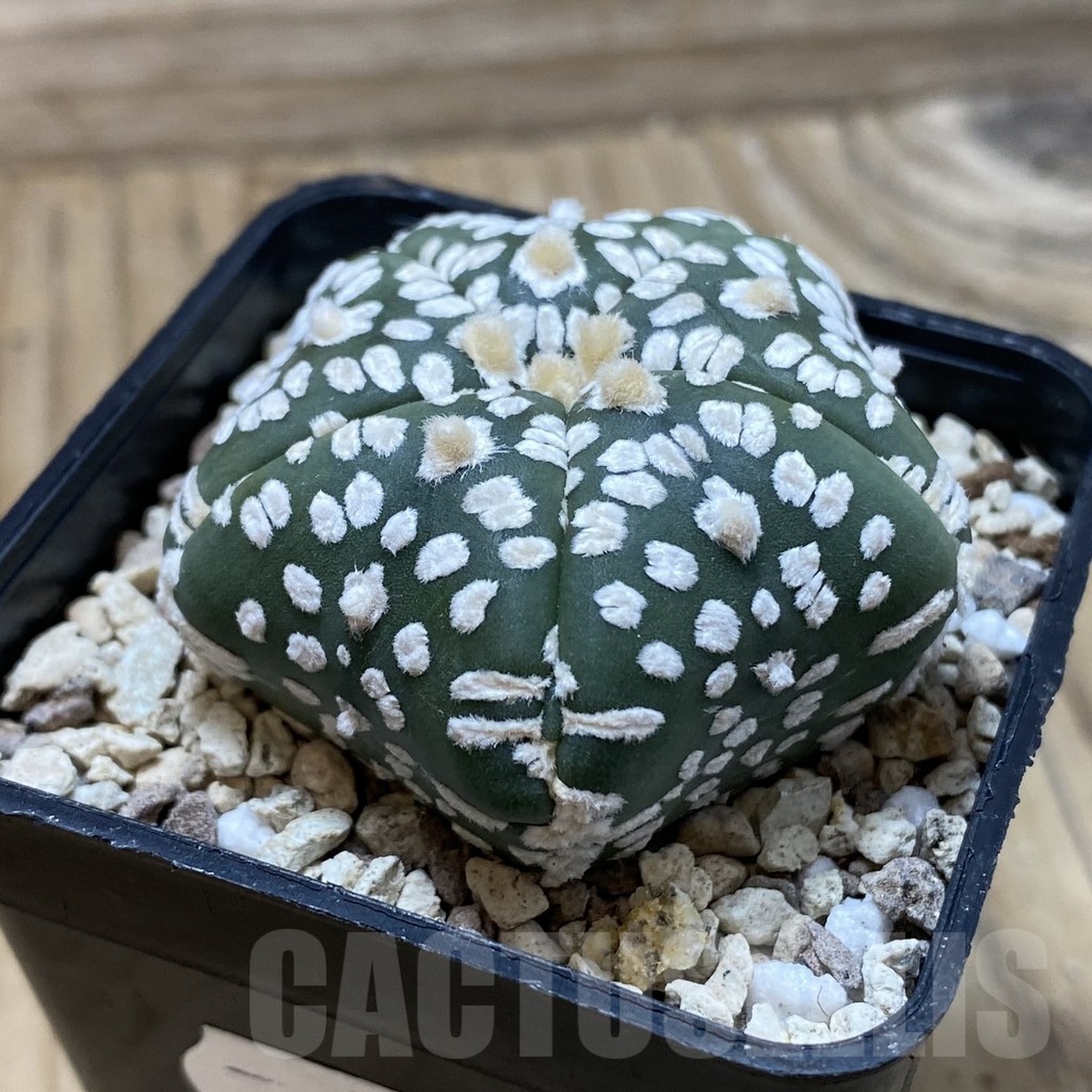SH19598 Astrophytum asterias ‘Super Kabuto Star Shape’, 5-ribs - Imagen 2