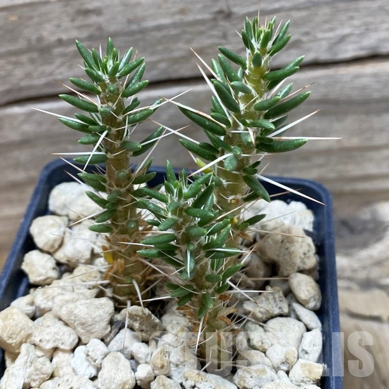 SH18487 Maihueniopsis valentine x tevelchey