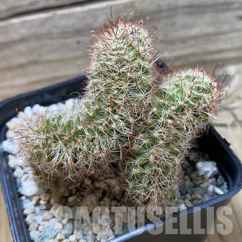 SH20272 Mammillaria armillata f. cristata