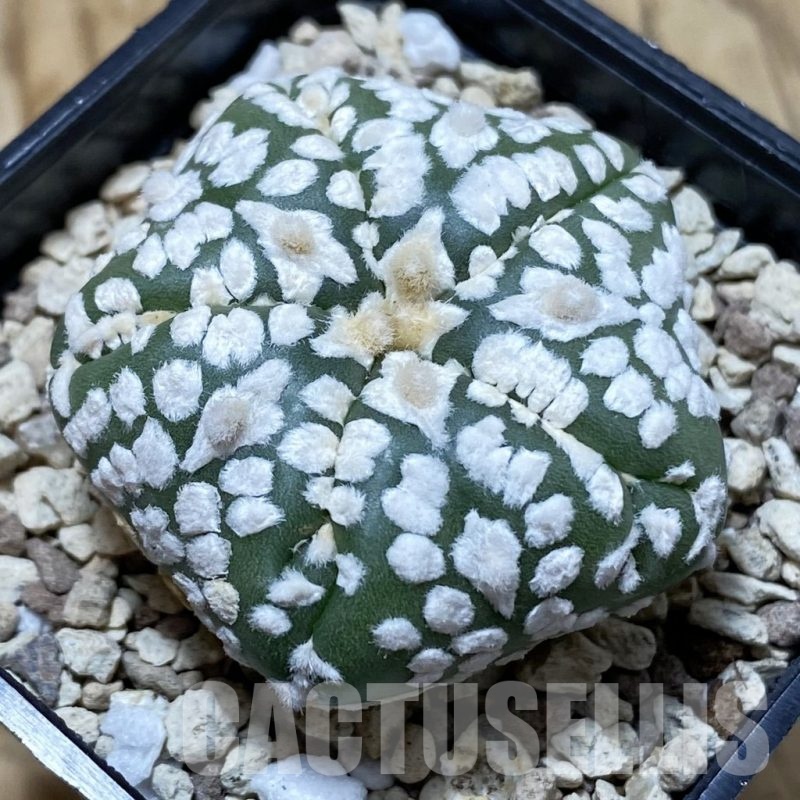 SH19599 Astrophytum asterias ‘Super Kabuto Star Shape’ V-type, 5-ribs